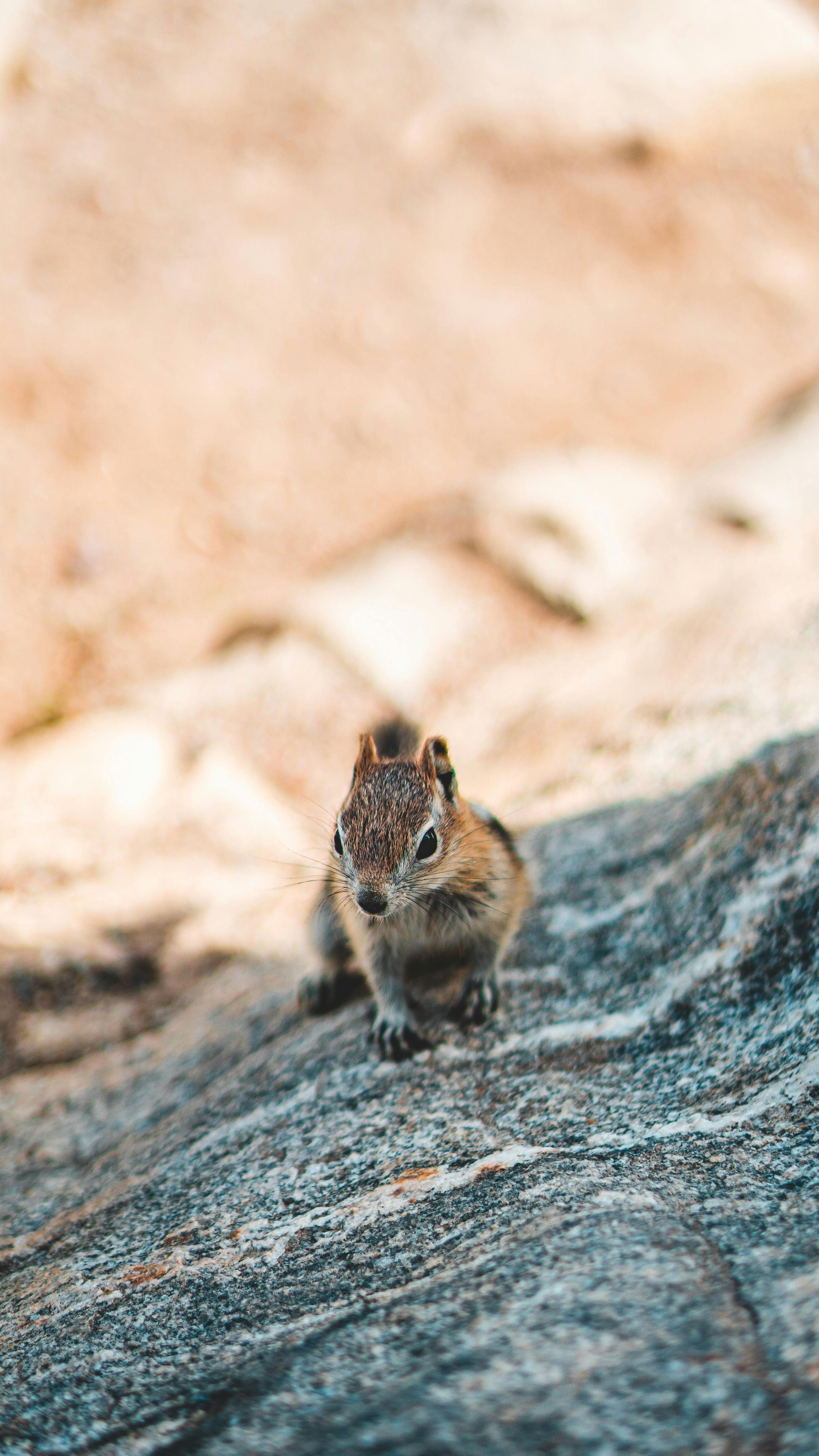 Chipmunk on a gray rock, looking forward. Cream-colored background.