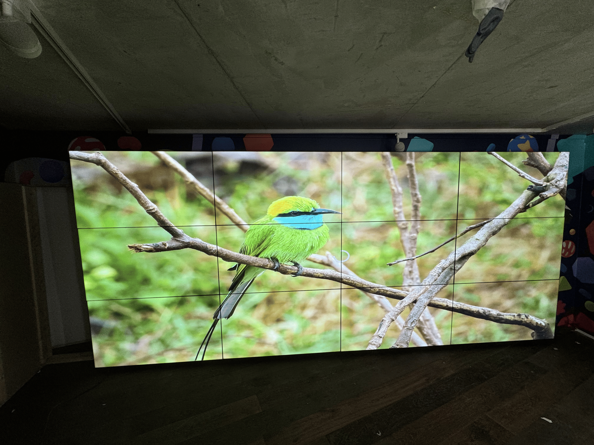 A green bird is sitting on a tree branch on a large screen.