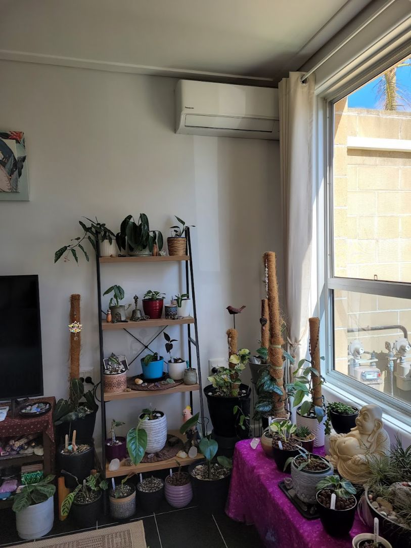 A Living Room Filled With Potted Plants And A Window — Rapidcool Air Conditioning & Electrical In Thirroul, NSW