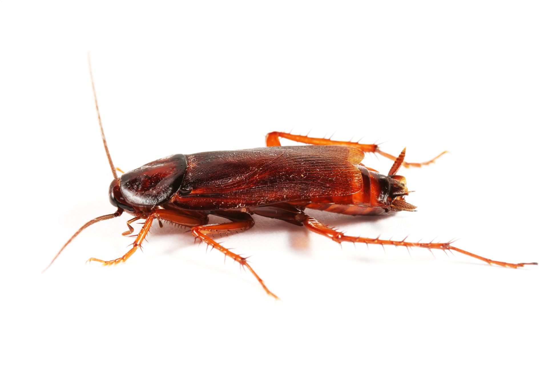 Cockroach — Pineville, LA — Bug Blasters Pest Control