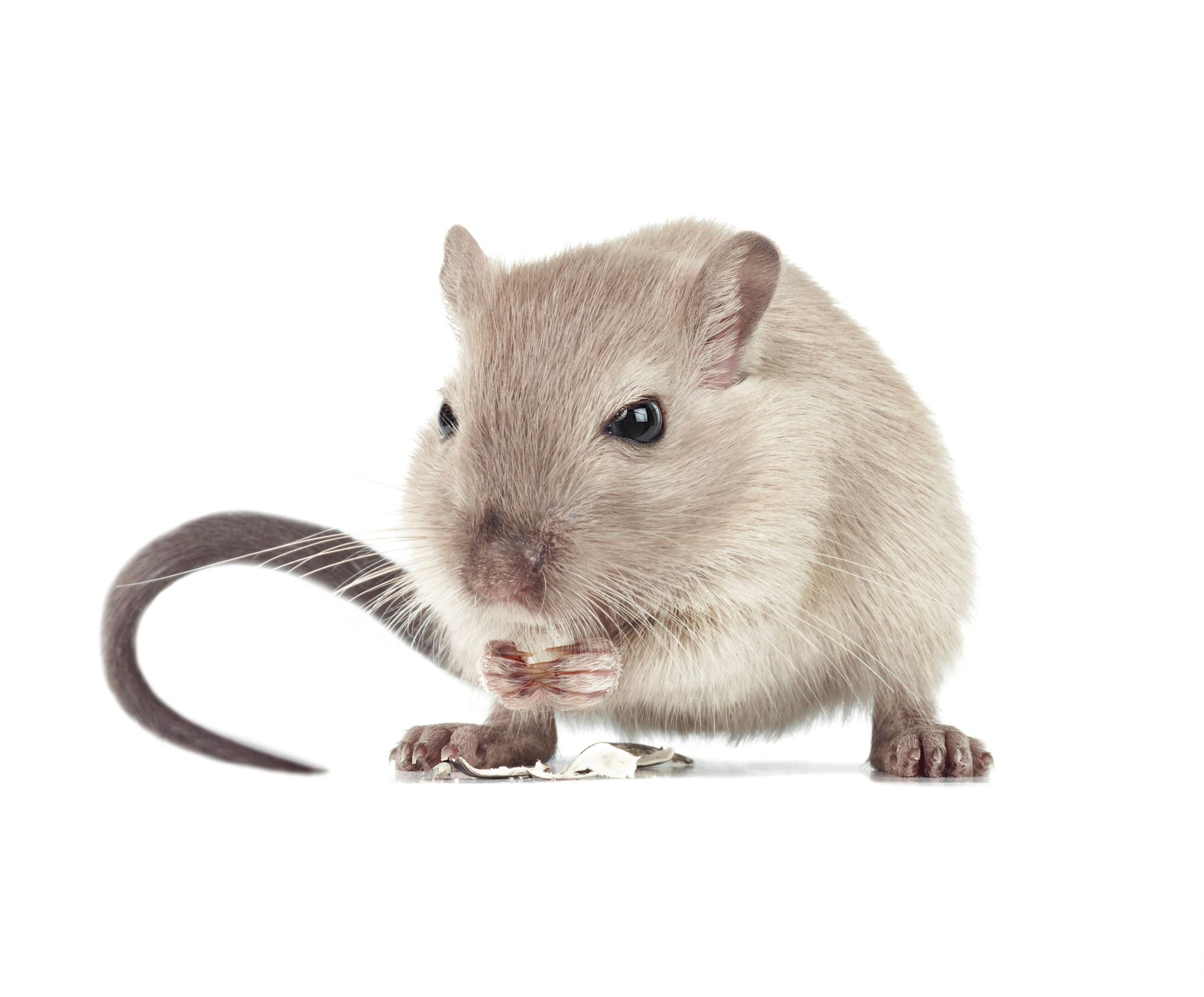 Rodent — Pineville, LA — Bug Blasters Pest Control