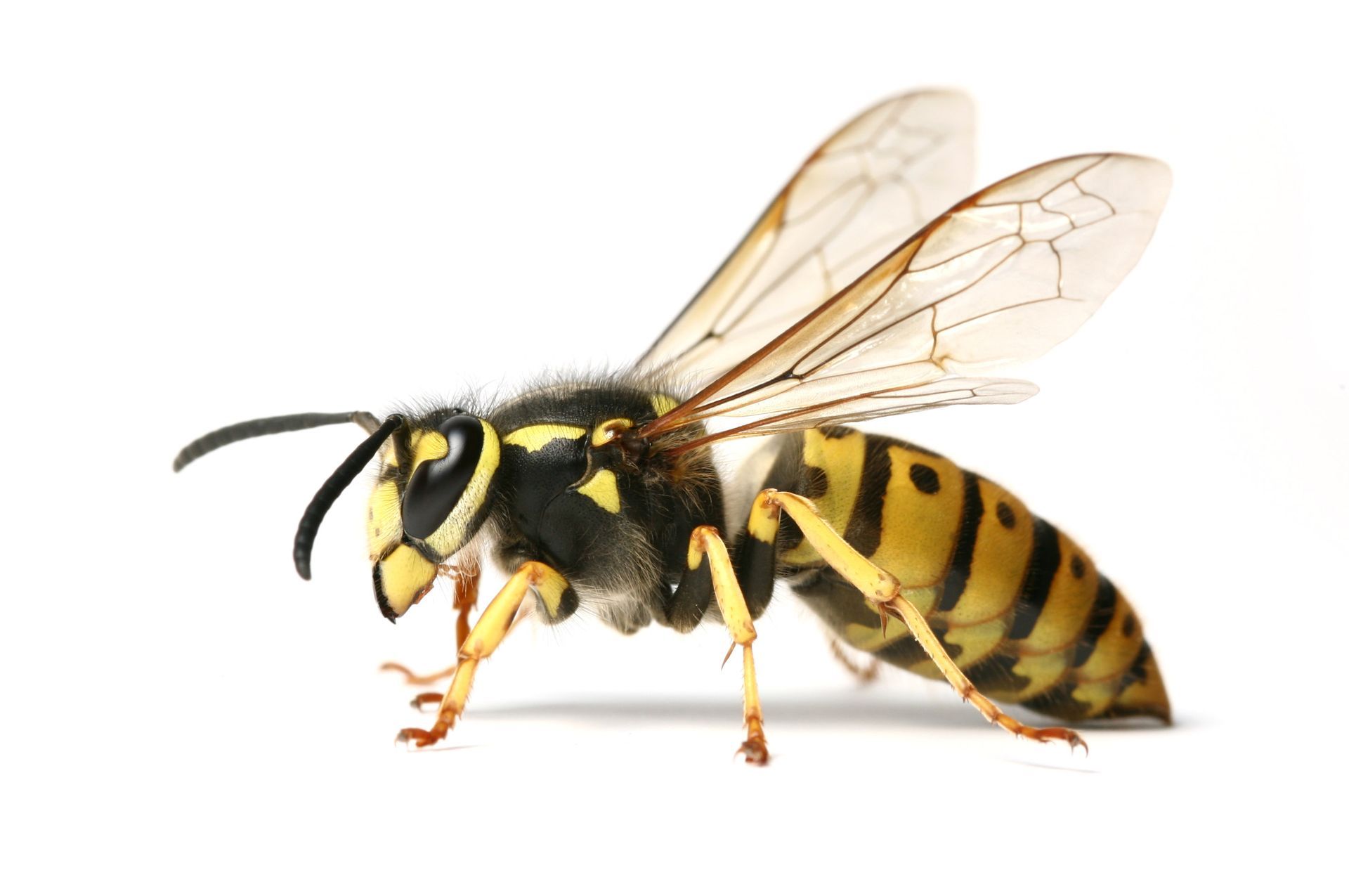 Wasp — Pineville, LA — Bug Blasters Pest Control