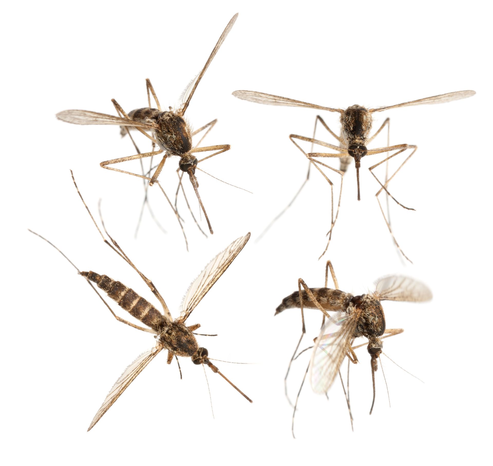 Mosquitos — Pineville, LA — Bug Blasters Pest Control