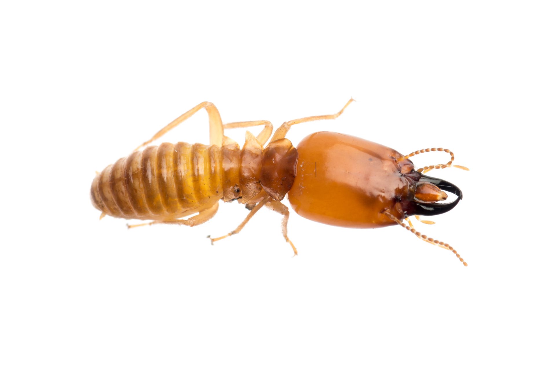 Termite — Pineville, LA — Bug Blasters Pest Control