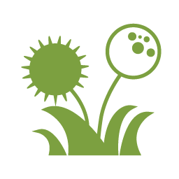 Bed Weed Control Program