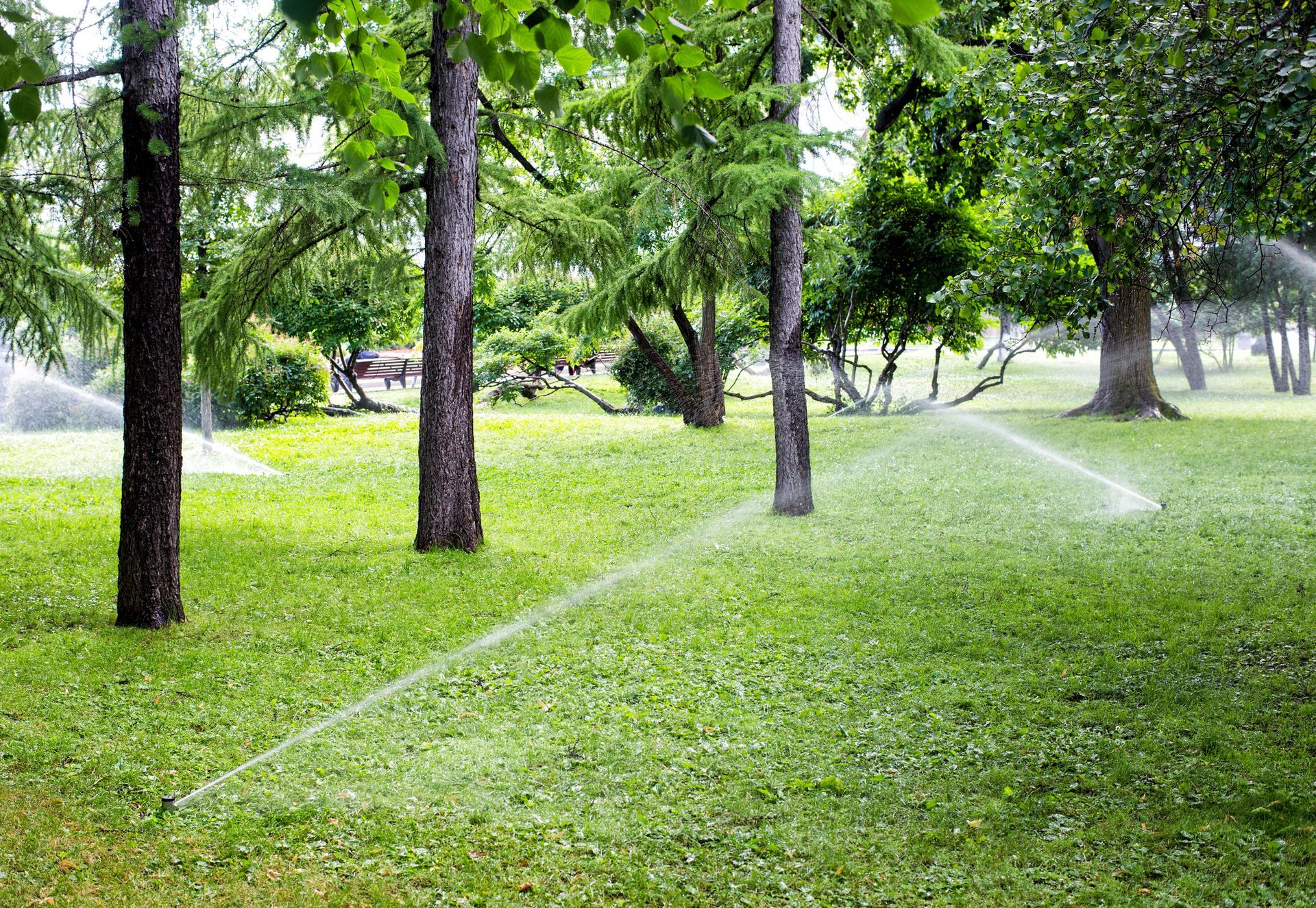 Green park with sprinklers watering grass among tall trees