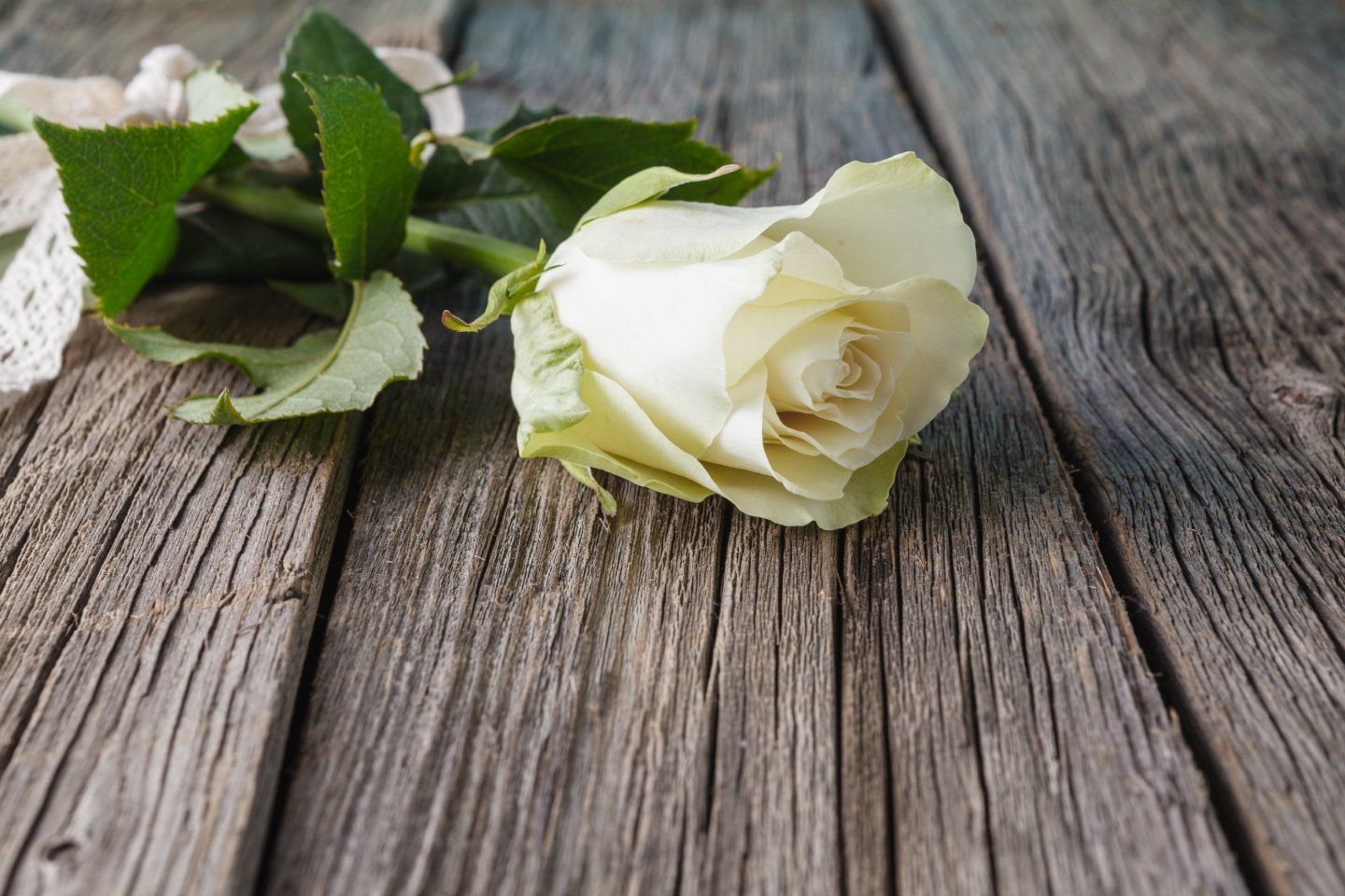 rosa bianca su piano di legno