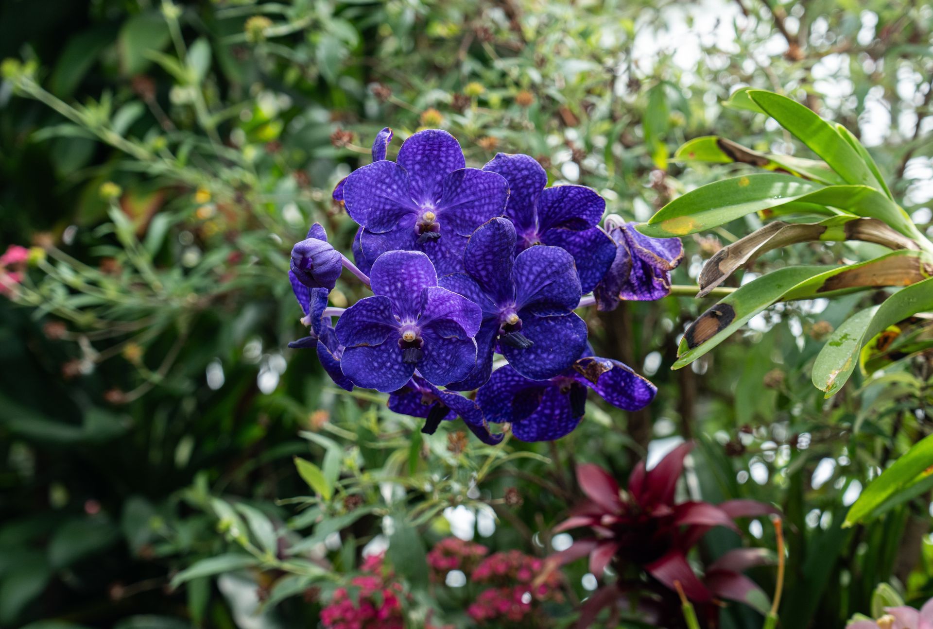 A white flower with a yellow center on a black background