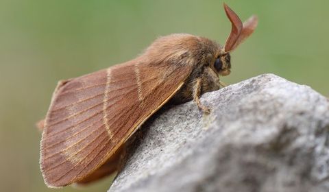 Moth On Rock — Palm Harbor, FL — Atlantic Pest Control and Lawn Spraying Inc