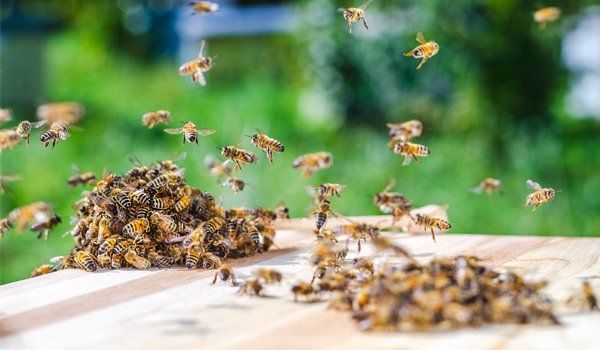 Swarm Of Bees — Palm Harbor, FL — Atlantic Pest Control and Lawn Spraying Inc