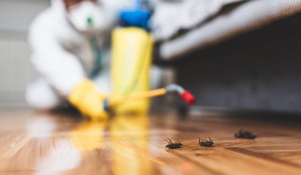 Spraying Insecticide To Cockroaches — Palm Harbor, FL — Atlantic Pest Control and Lawn Spraying Inc