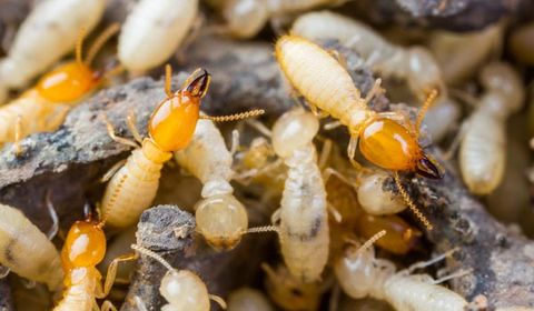 Termites — Palm Harbor, FL — Atlantic Pest Control and Lawn Spraying Inc
