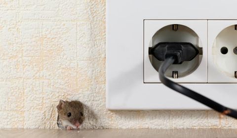 A Mouse Peeking In A Hole — Palm Harbor, FL — Atlantic Pest Control and Lawn Spraying Inc