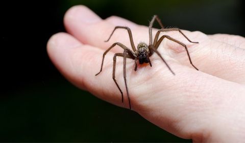 Spider On A Person's Hand — Palm Harbor, FL — Atlantic Pest Control and Lawn Spraying Inc