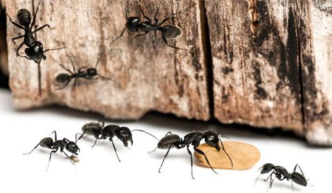 Ants Carrying Food — Palm Harbor, FL — Atlantic Pest Control and Lawn Spraying Inc