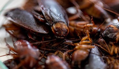 Roaches — Palm Harbor, FL — Atlantic Pest Control and Lawn Spraying Inc