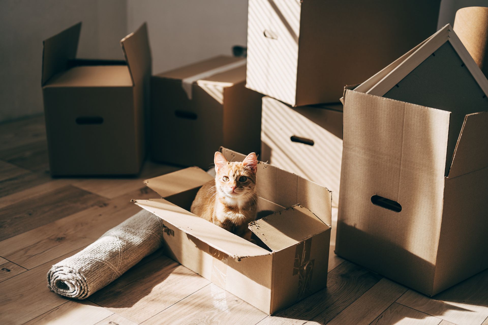 A recently moved-in room, filled with cardboard boxes, one of them with a cat. A recently moved-in room, filled with cardboard boxes, one of them with a cat.