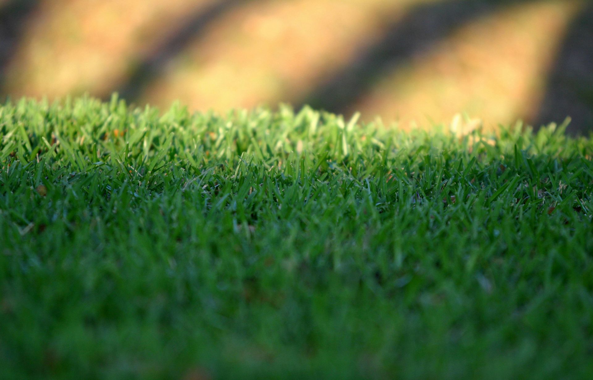 Green grass in sunlight with tree shadows in the background.