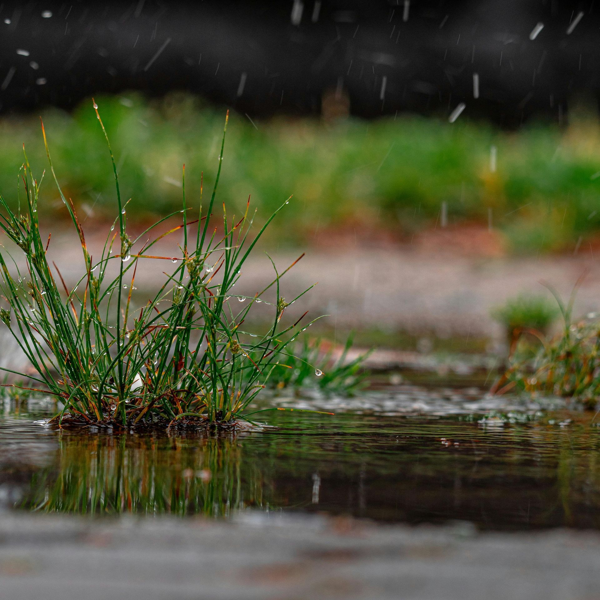 Small green grass tuft growing in a puddle during rainfall