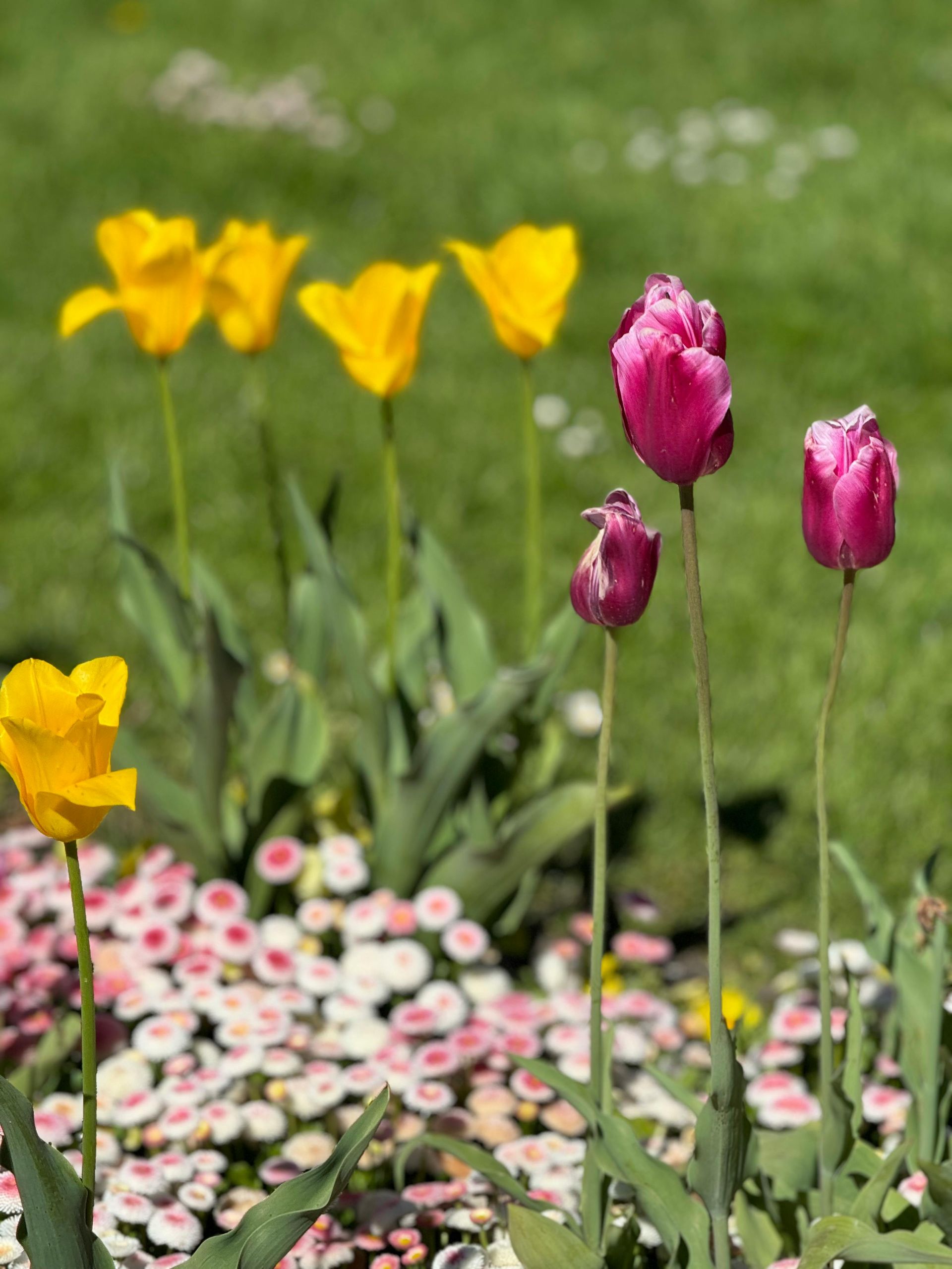 Yellow and pink tulips bloom in a grassy garden bed filled with small white and pink flowers.