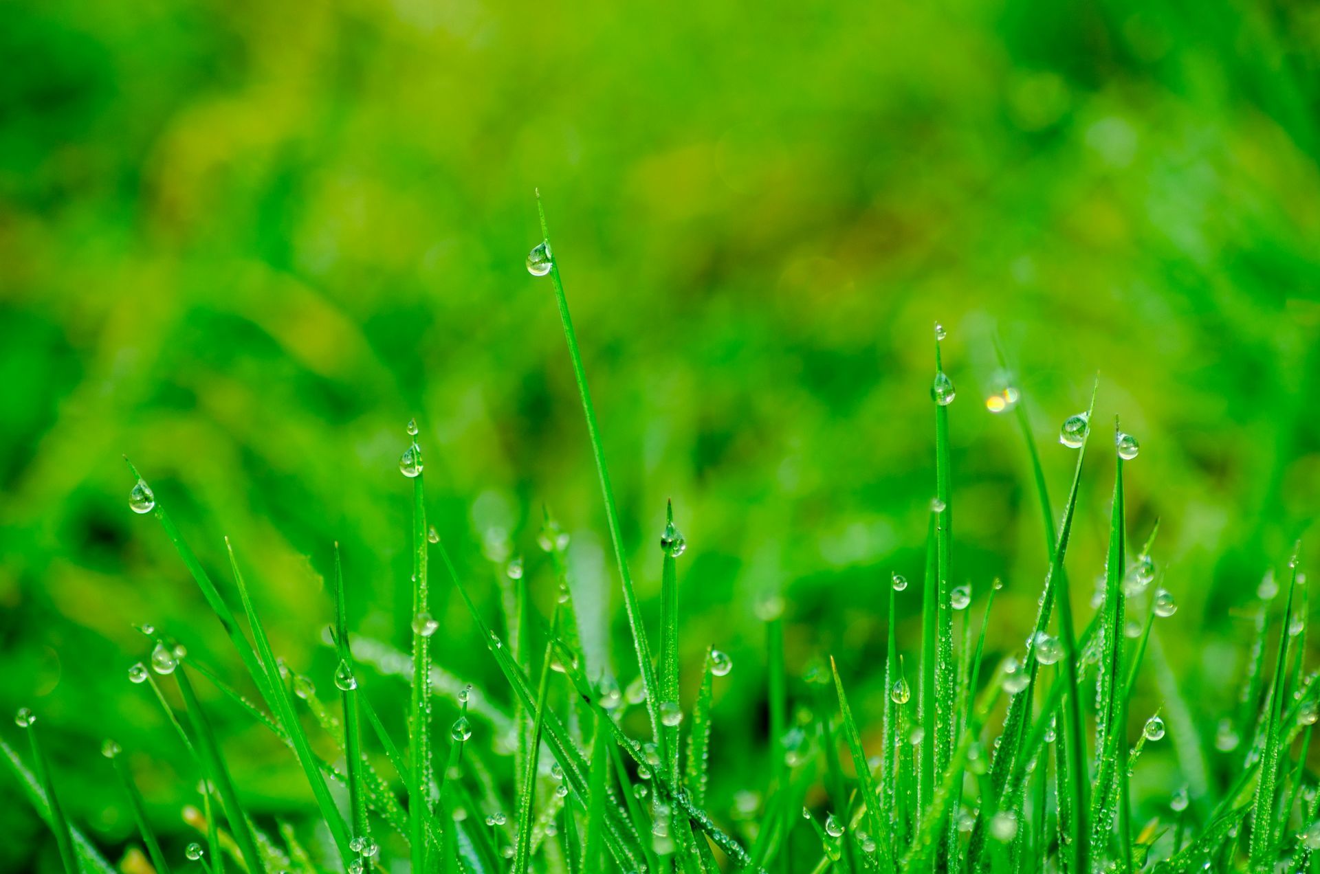 Close-up of bright green grass blades covered in glistening morning dew drops against a blurred, soft green background.