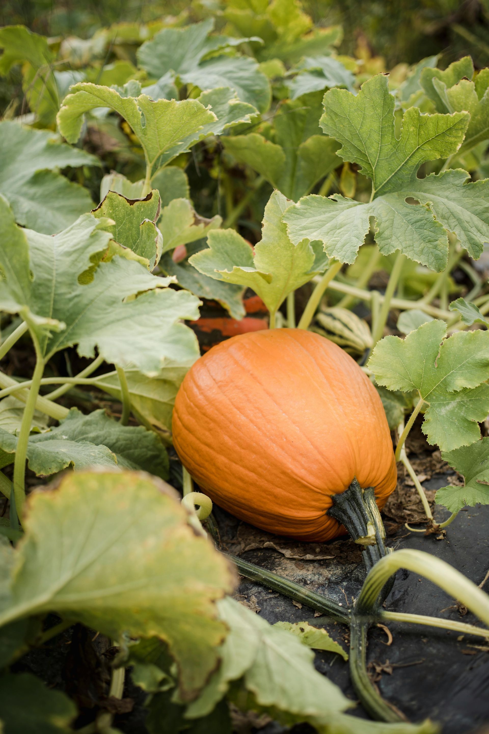 pumpkin in the. garden