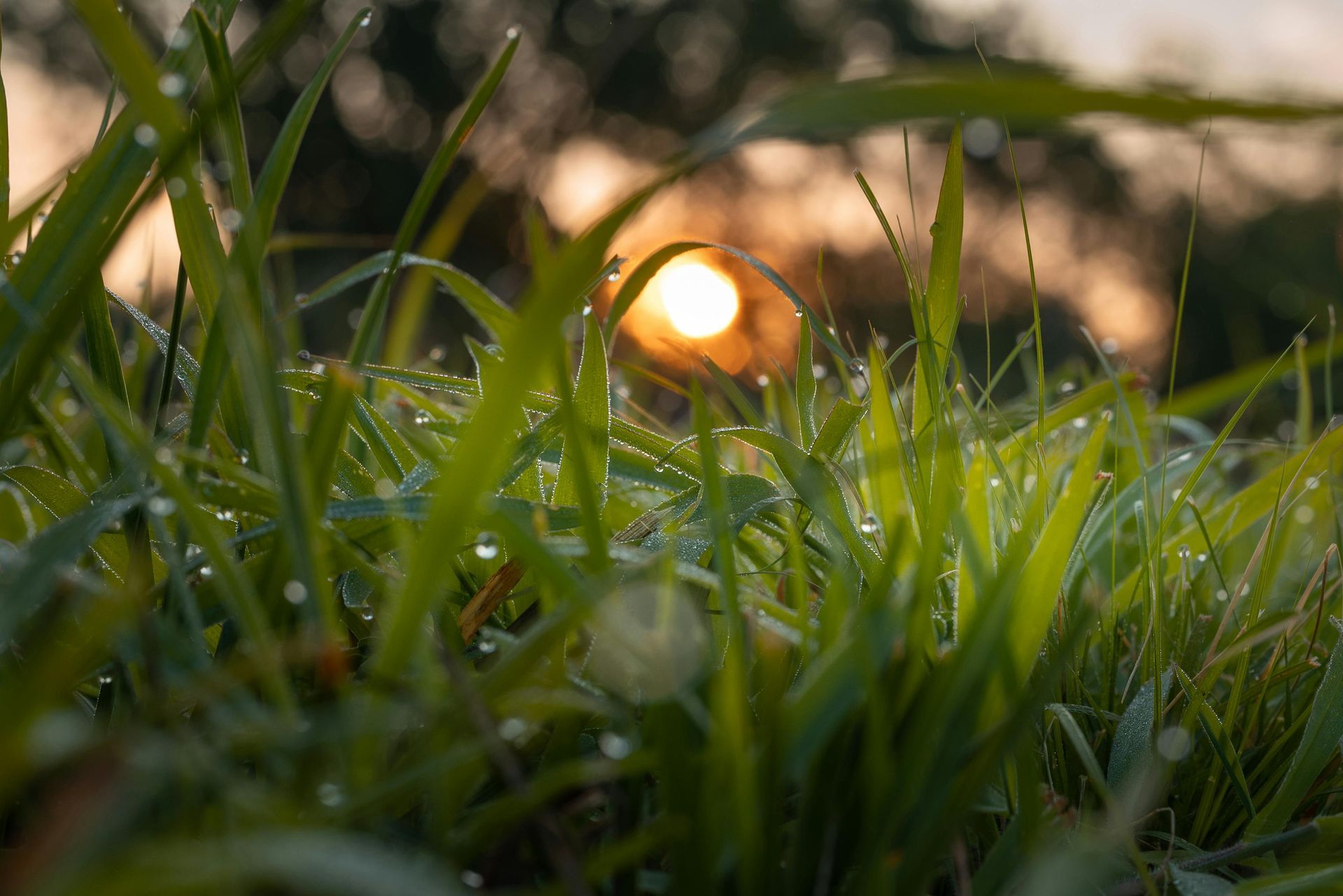 Sunlit grass blades with dew at sunset, warm orange light in the background