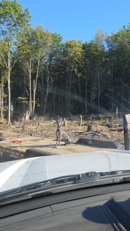 Clearing of trees with remnants in foreground and forested area behind. Daytime, blue sky.