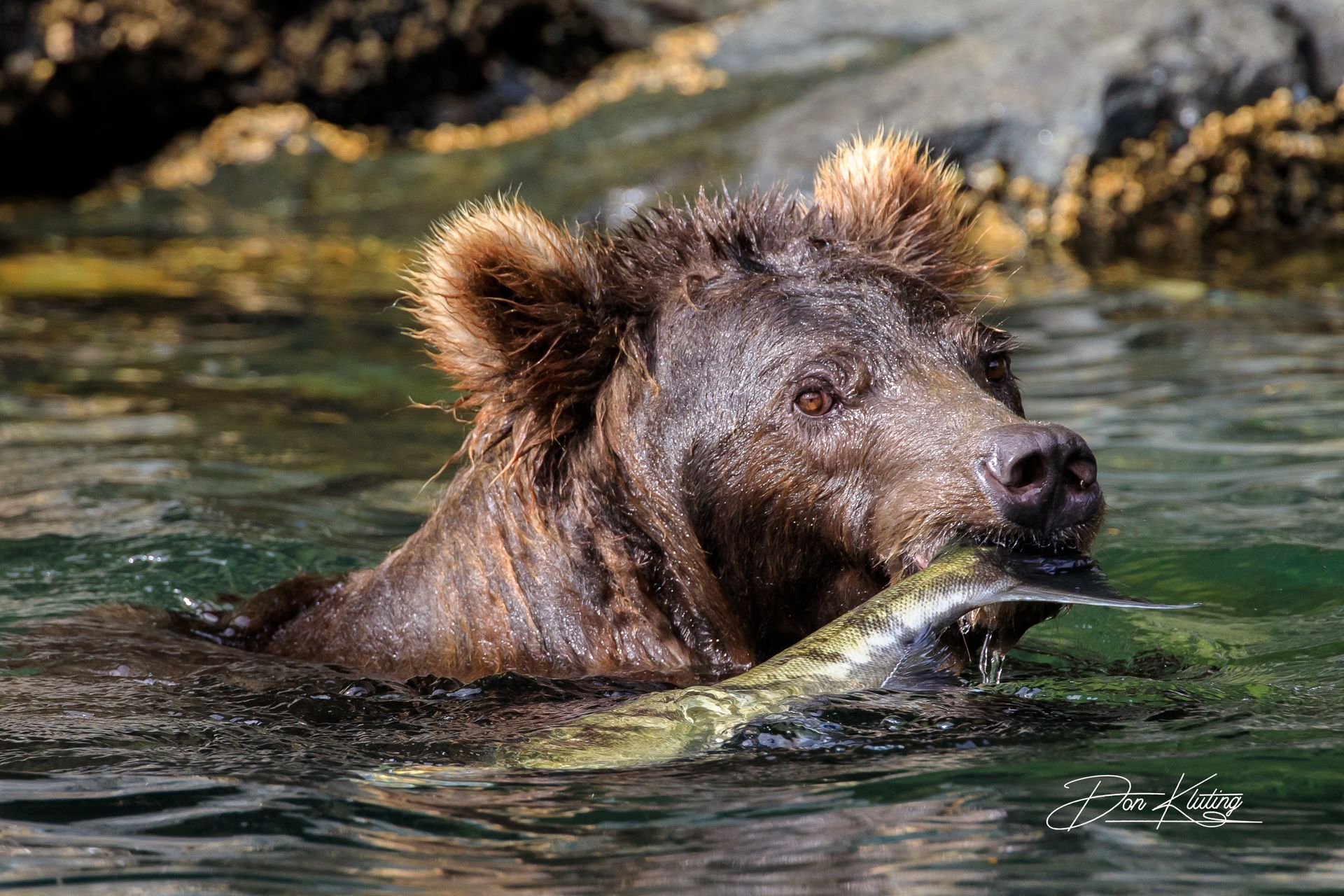 beautiful bear