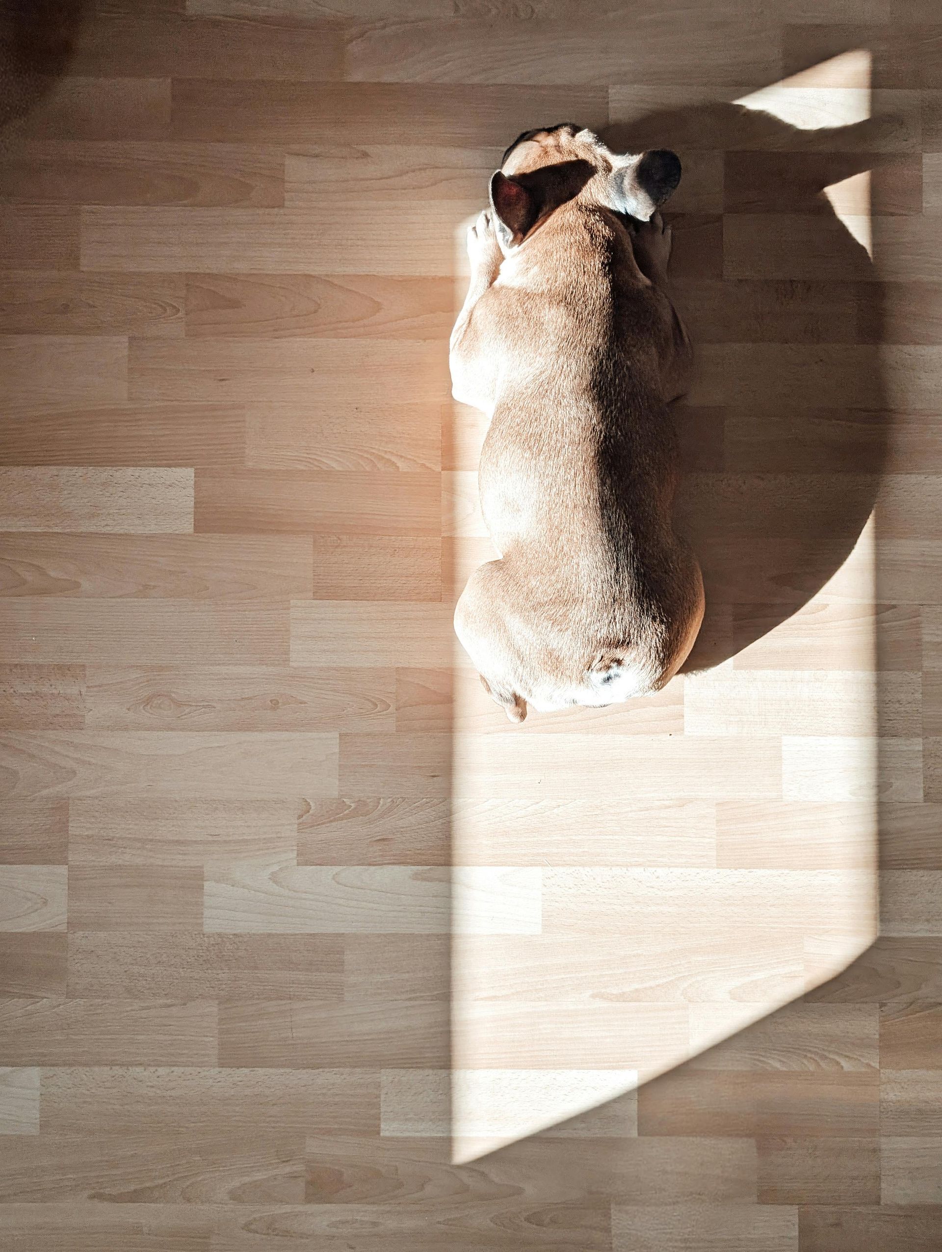 A dog is laying on a wooden floor in the sunlight.