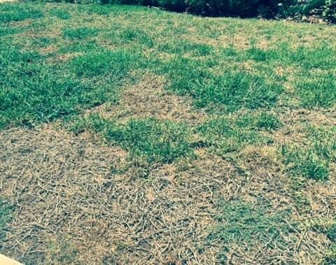View Of Damaged Lawn — Gainesville, FL — Gainesville Pest Control