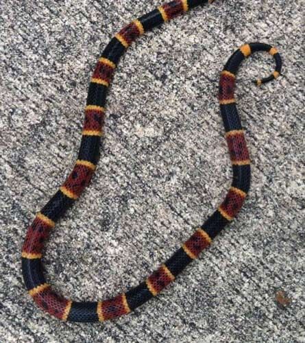 Snake — Gainesville, FL — Gainesville Pest Control