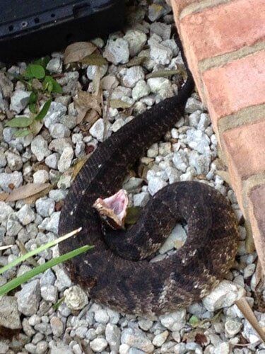 Black Snake — Gainesville, FL — Gainesville Pest Control
