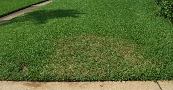 Damaged Lawn — Gainesville, FL — Gainesville Pest Control
