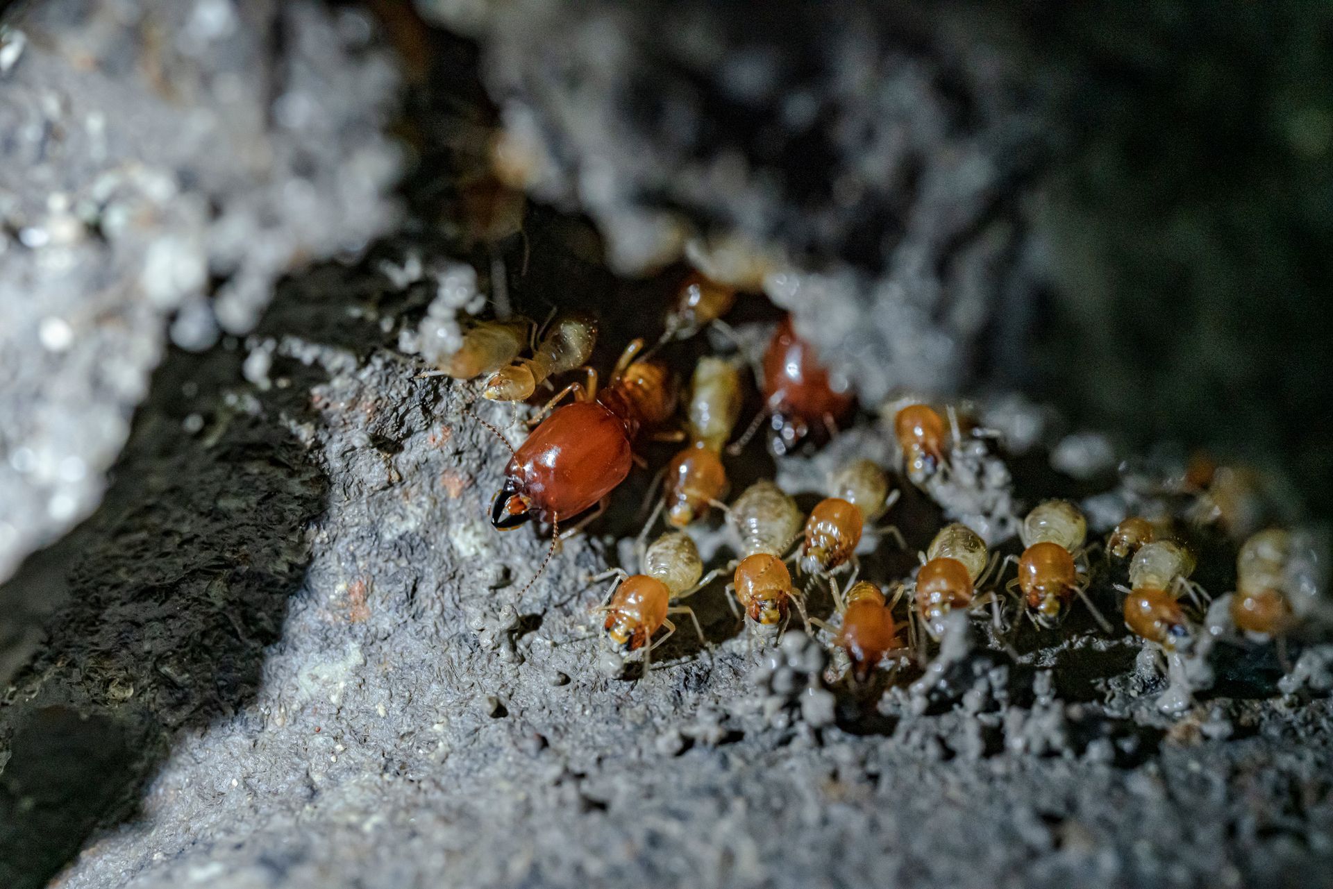 Dense group of termites hidden within a wood tunnel.