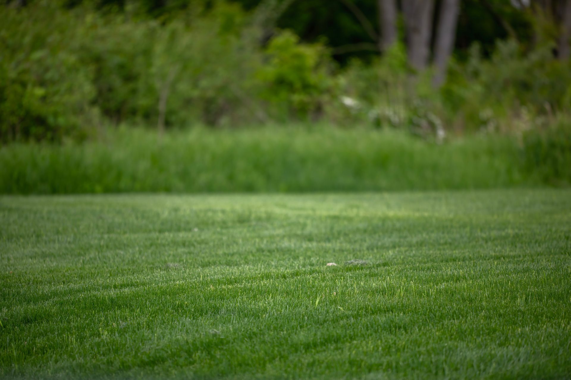 Green grass field with blurred trees in the background.