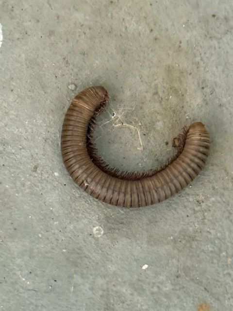 Brown millipede curled on a gray surface.