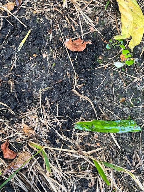 Dark soil, grass and debris, with a green cucumber slice.