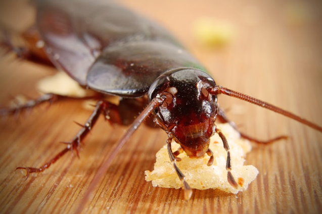 Cockroach — Gainesville, FL — Gainesville Pest Control LLC