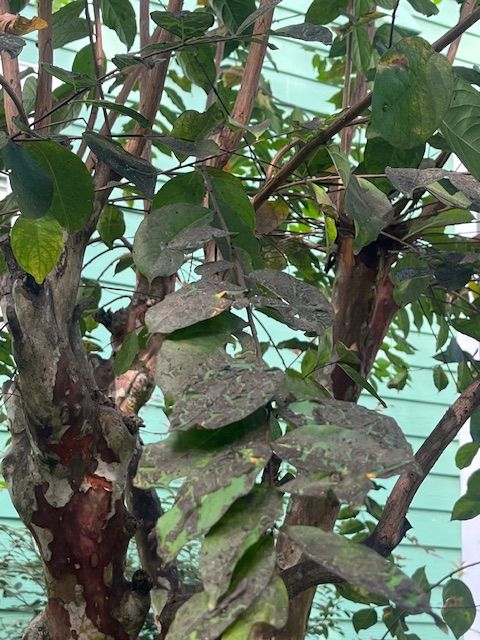 Tree foliage with damaged leaves, green and gray, in an outdoor setting.