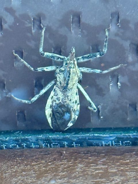 Tan and gray wheel bug on a dark, patterned surface, with six legs and antennae raised.