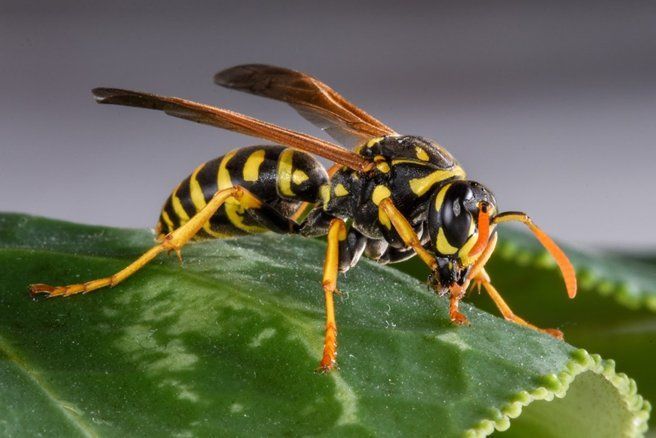 Why Do Yellow Jackets Come to Your Yard?