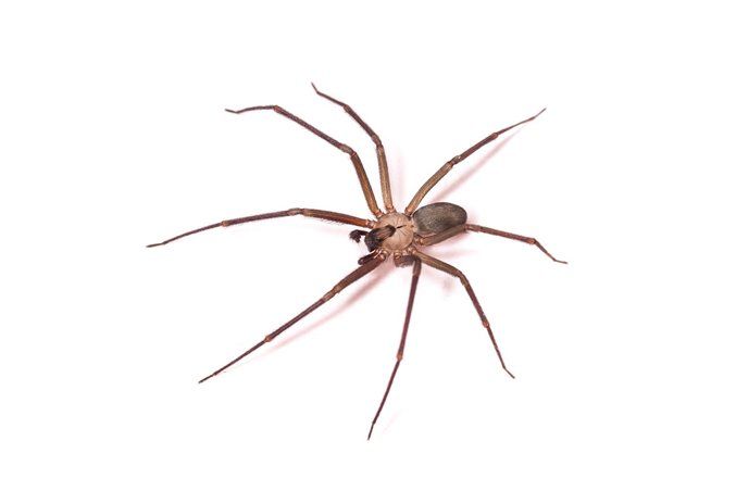 House Spider — Gainesville, FL — Gainesville Pest Control LLC