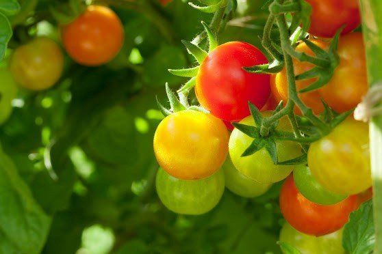Red, Orange and Green Tomatoes — Gainesville, FL — Gainesville Pest Control LLC