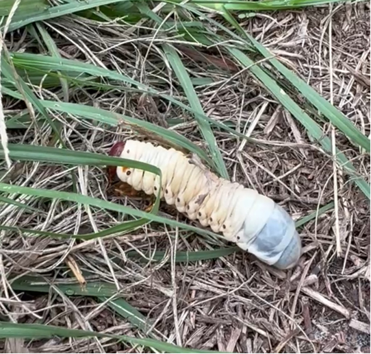 Cream-colored grub with a red head and blue rear on a bed of dry grass and straw.