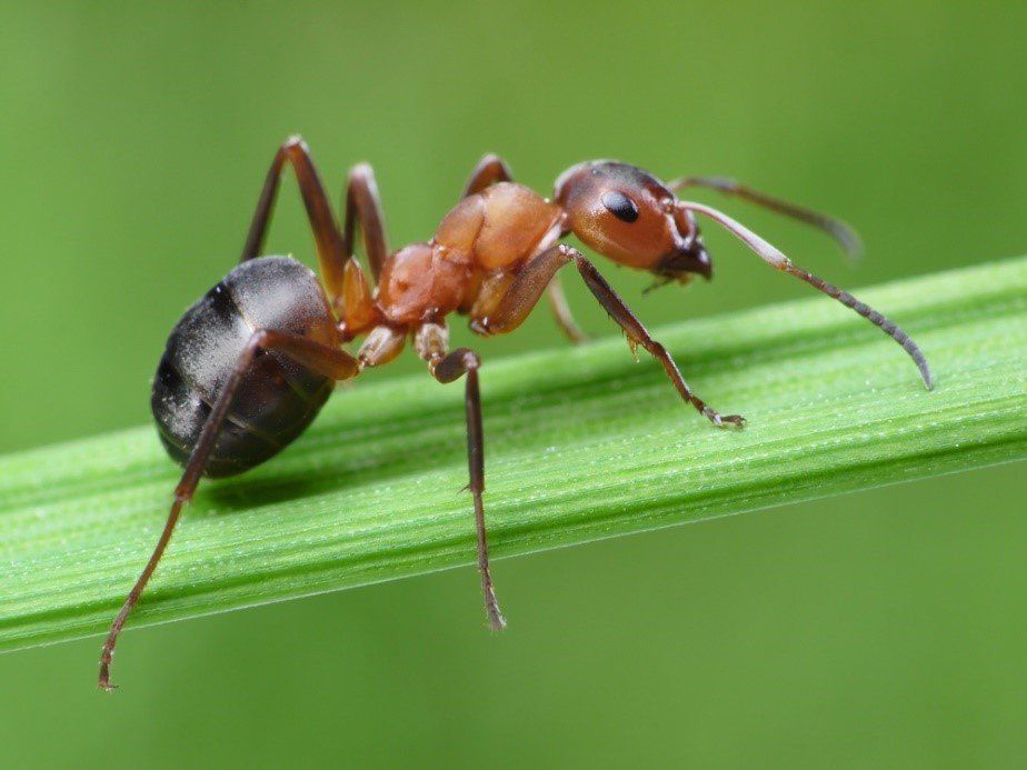 Big Ant — Gainesville, FL — Gainesville Pest Control LLC