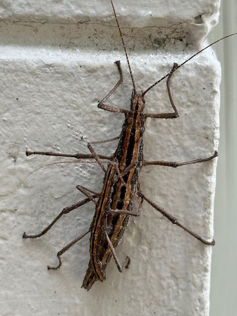 Two brown stick insects mating on a white, textured wall.