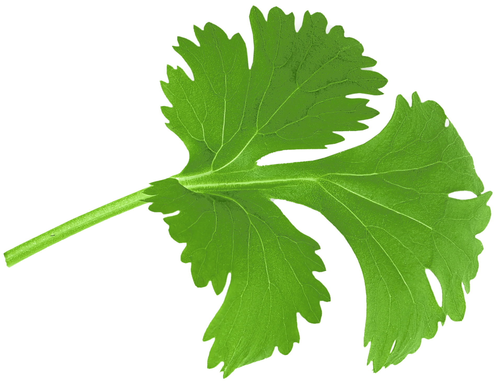 Cilantro leaf Cilantro leaf