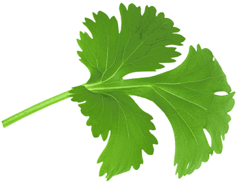 Cilantro leaf Cilantro leaf