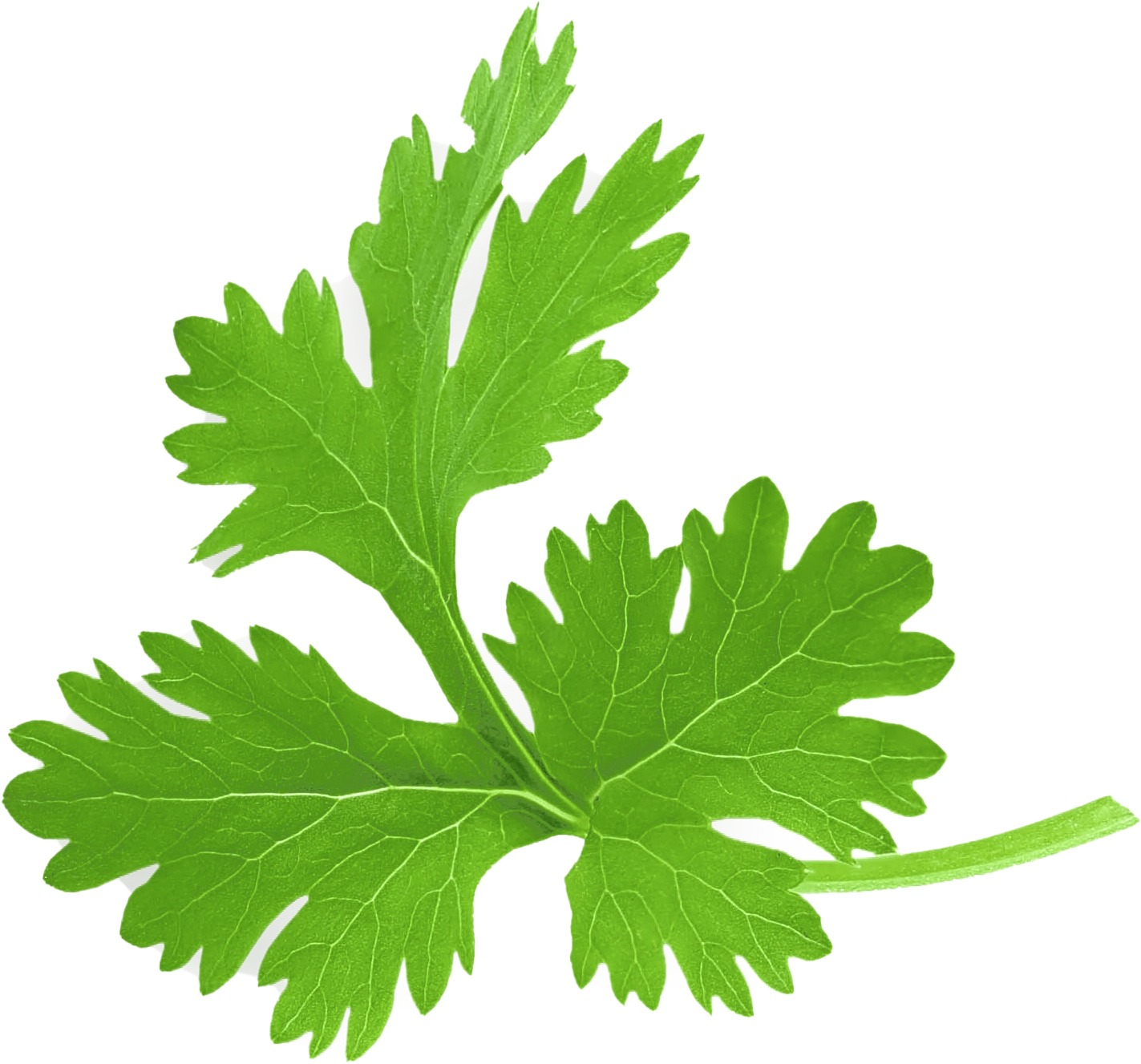 Cilantro leaf Cilantro leaf